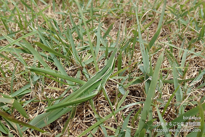 ショウリョウバッタ