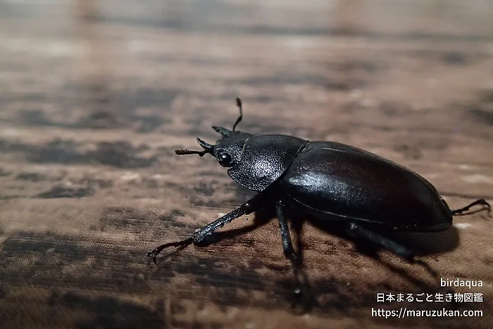 ノコギリクワガタ（成体）の写真