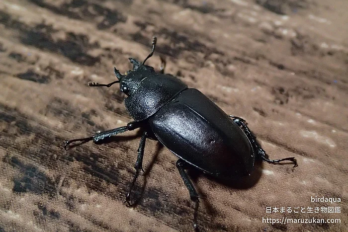ノコギリクワガタ（成体）の写真