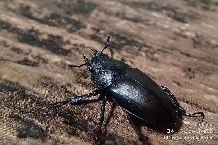 ノコギリクワガタ（成体）の写真