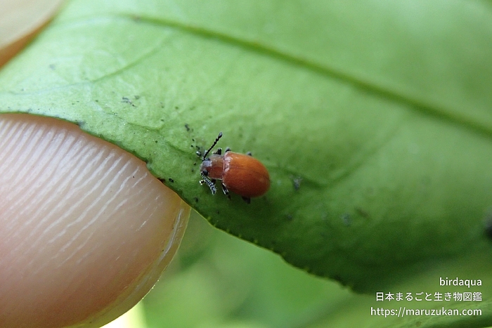 ハムシ科の一種