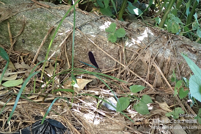 ハグロトンボ