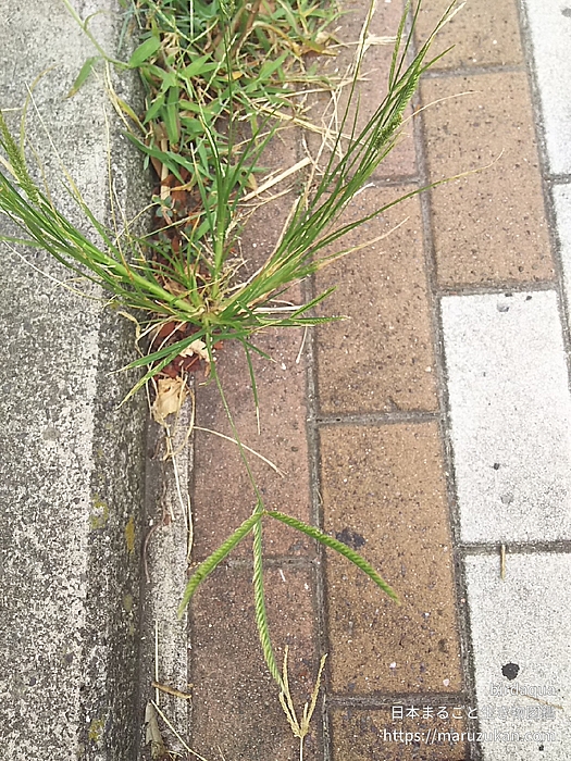 オヒシバ
