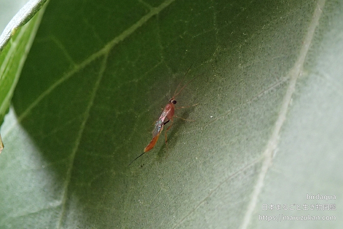 ヒメバチ科の一種