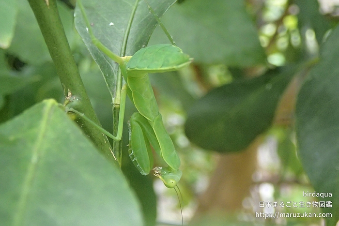 ハラビロカマキリ