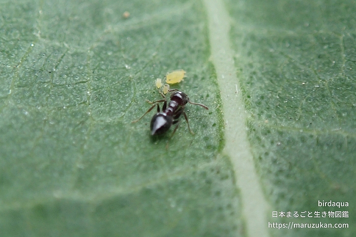 ハリブトシリアゲアリ