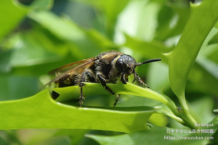 オオモンツチバチ