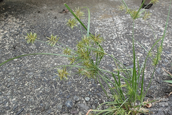コチャガヤツリ