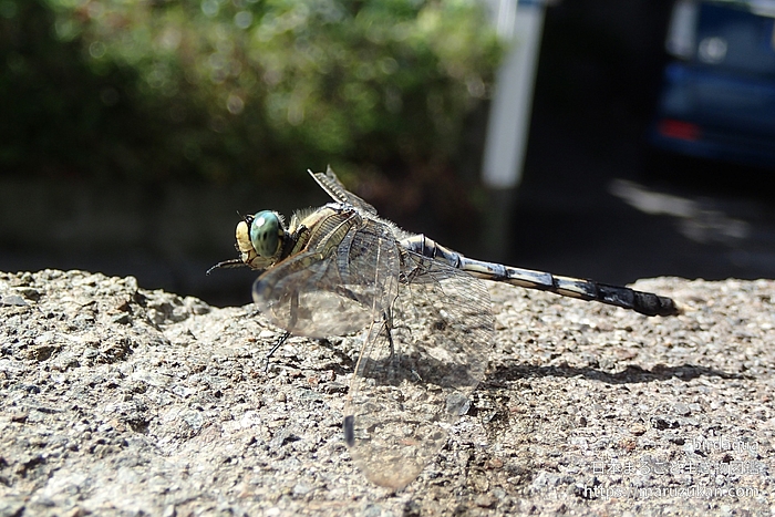 シオカラトンボ