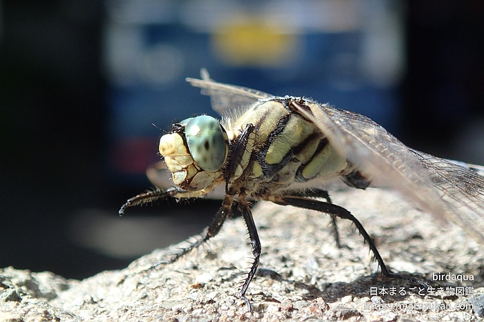 シオカラトンボ
