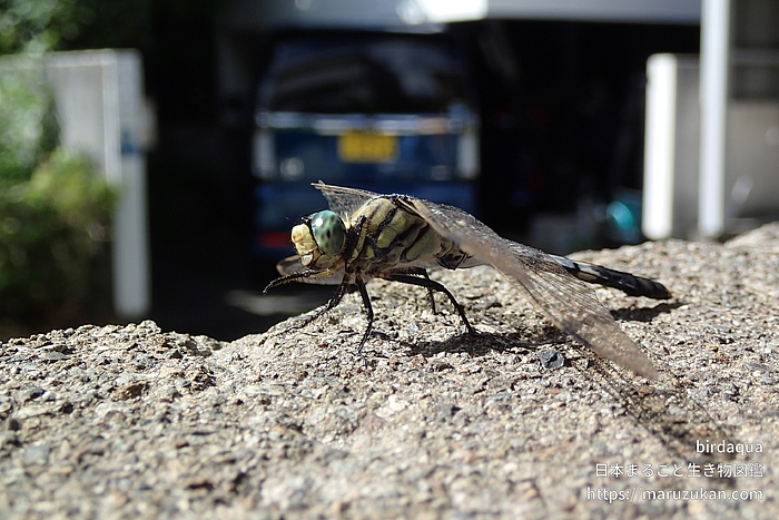 シオカラトンボ