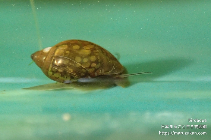 サカマキガイ
