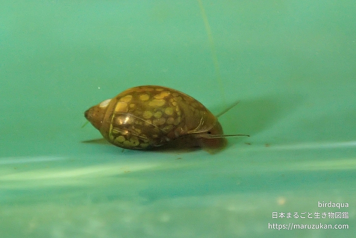 サカマキガイ