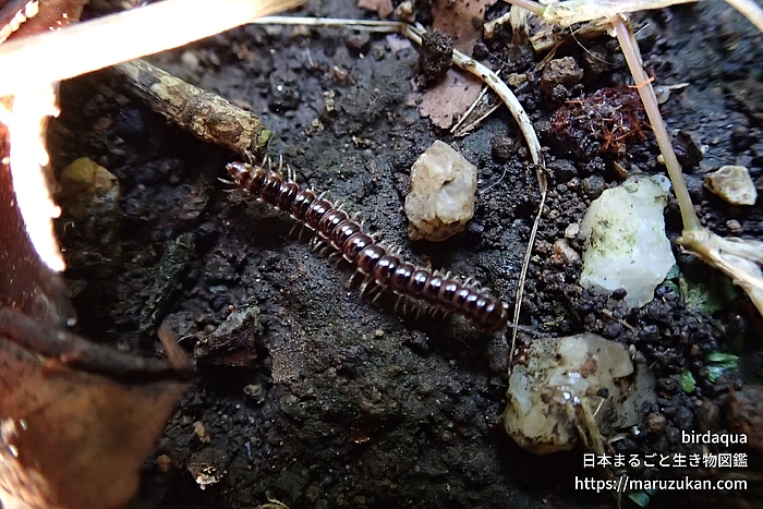 ヤケヤスデ科の一種