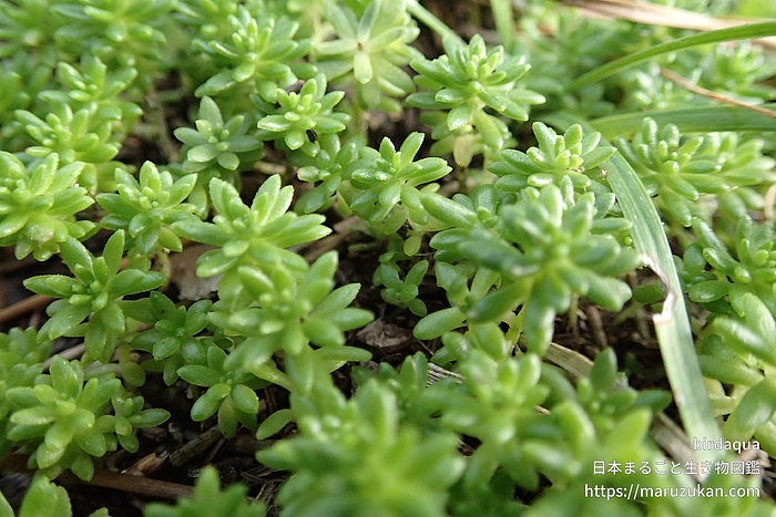 マンネングサ属の一種