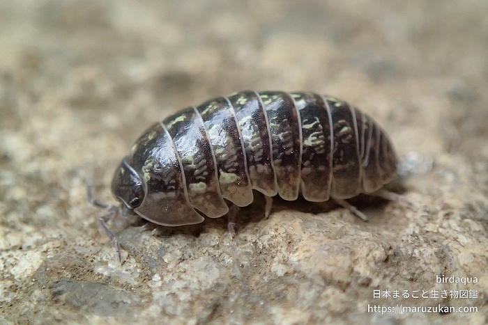 オカダンゴムシ