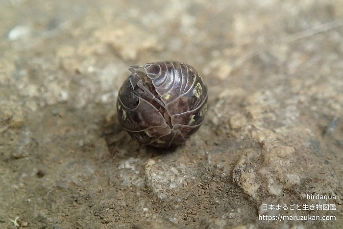 オカダンゴムシ