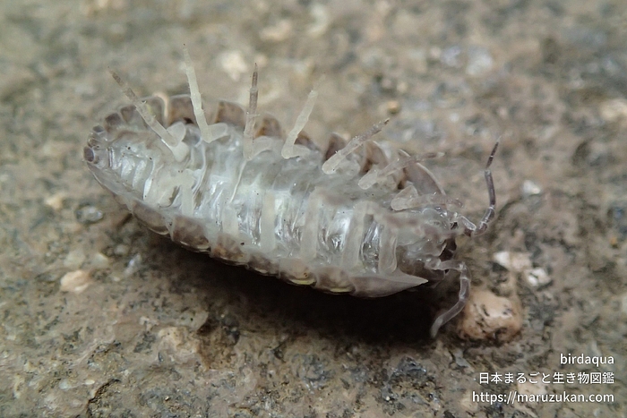 オカダンゴムシ