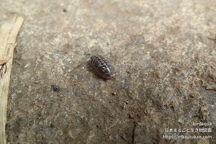 オカダンゴムシ