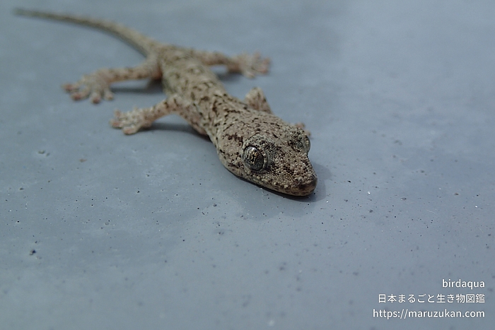 ニホンヤモリ