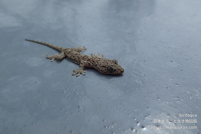 ニホンヤモリ