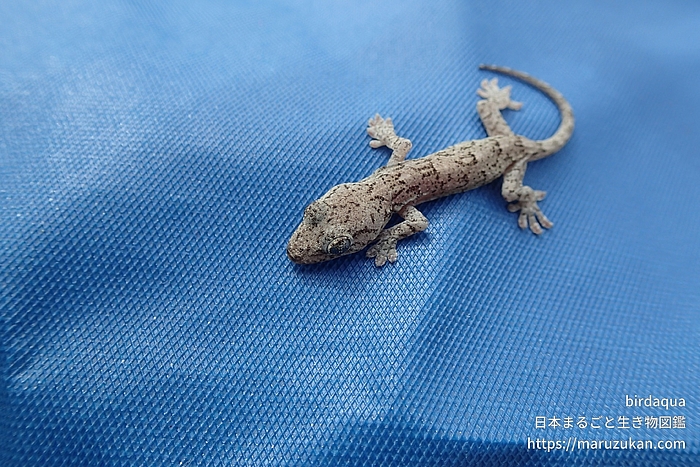 ニホンヤモリ