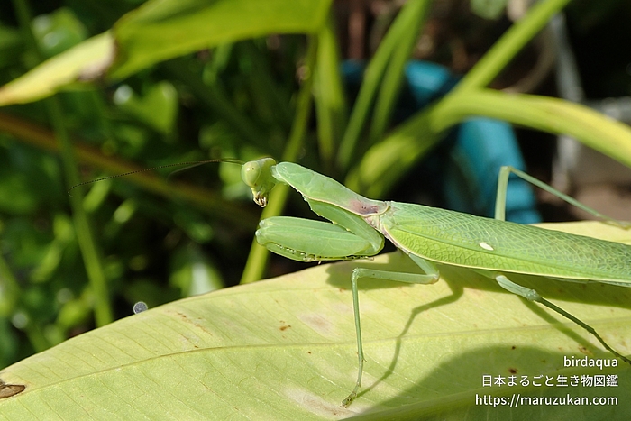 ハラビロカマキリ
