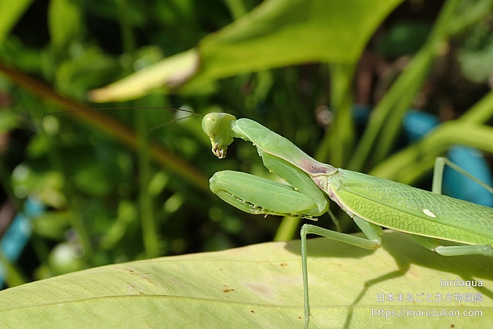 ハラビロカマキリ