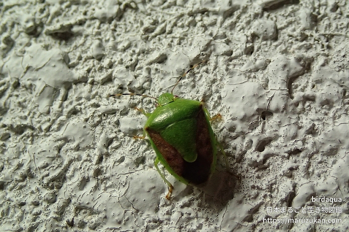 チャバネアオカメムシ