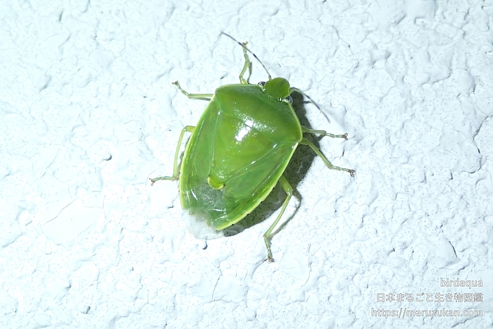 ツヤアオカメムシ