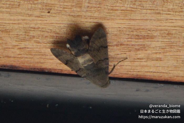 ホウジャク
