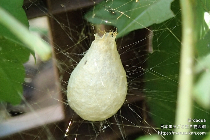 ナガコガネグモ