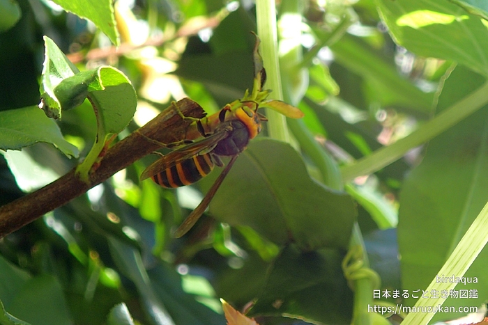 コガタスズメバチ