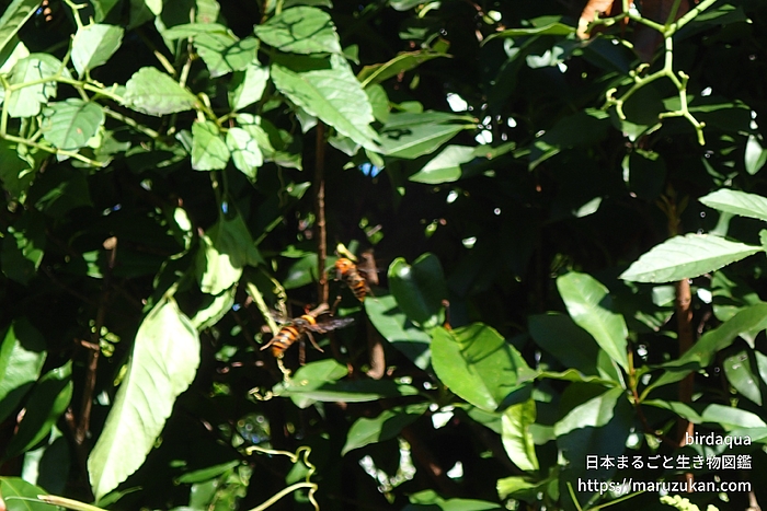 コガタスズメバチ