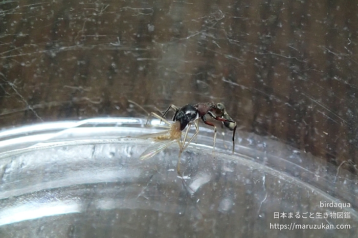 ヤガタアリグモ