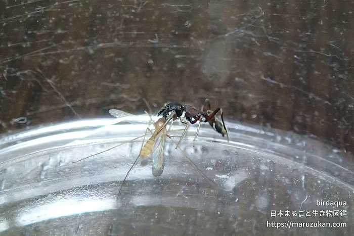 ヤガタアリグモ