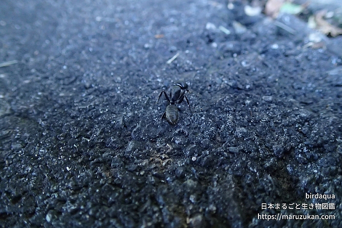 クロオオアリ