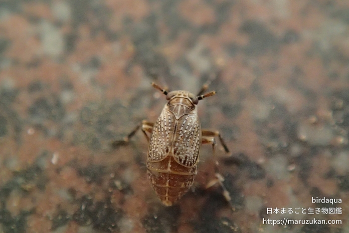 Cemus属の一種