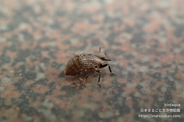 Cemus属の一種