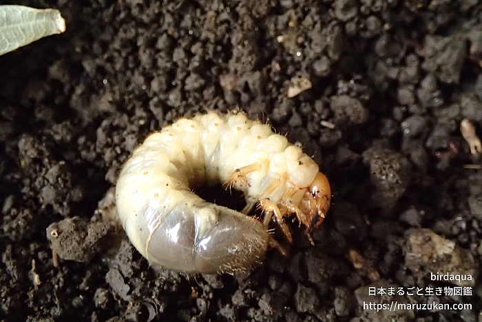 コガネムシ科の一種