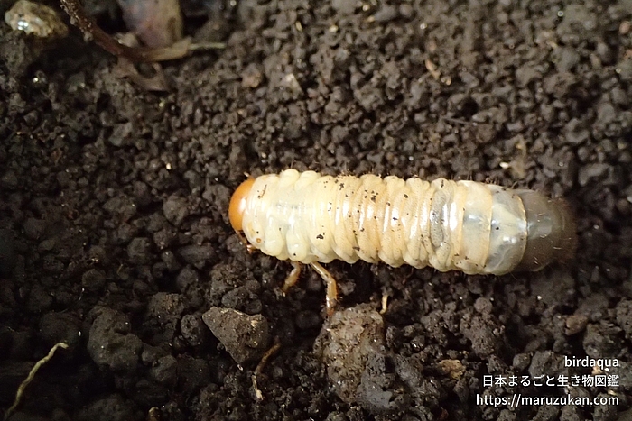 コガネムシ科の一種