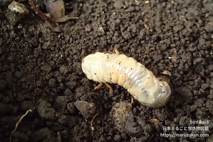 コガネムシ科の一種