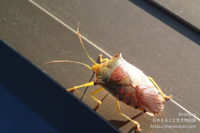 セアカツノカメムシ