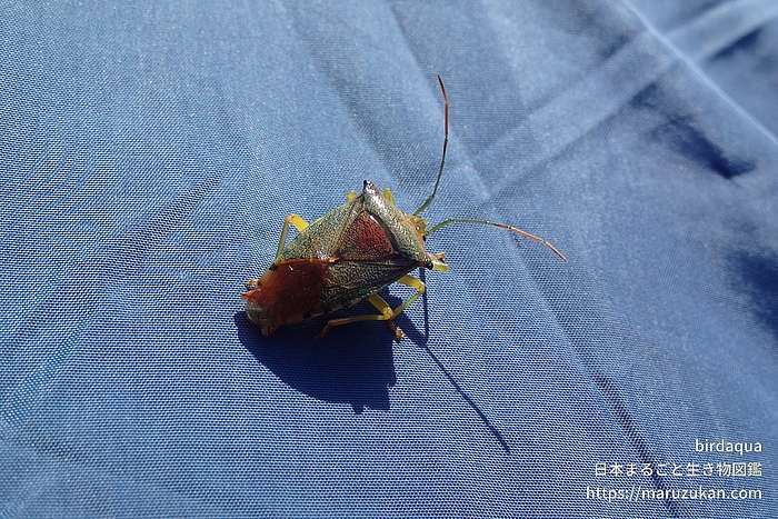 セアカツノカメムシ