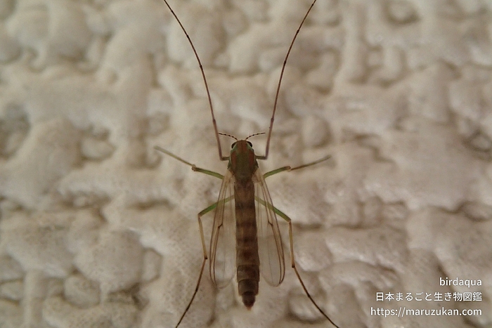 セスジユスリカ