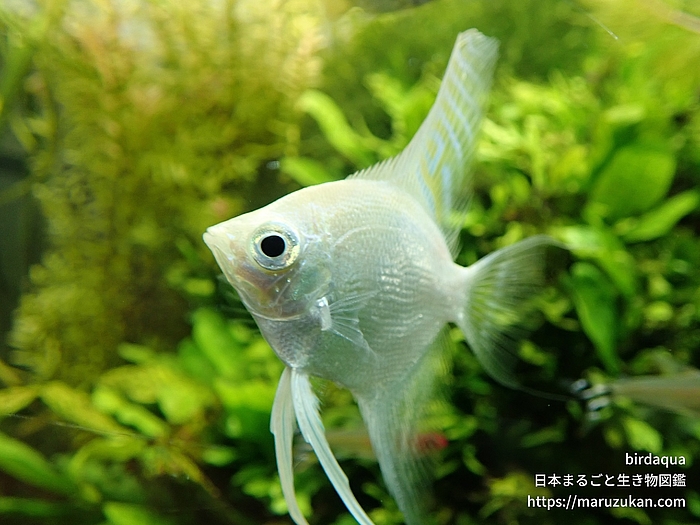 プラチナエンゼル