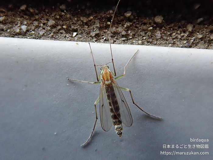 セスジユスリカ