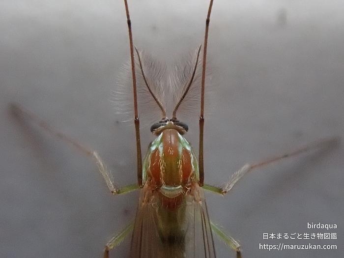 セスジユスリカ
