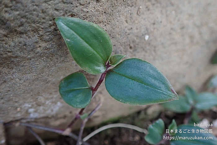 トキワツユクサ