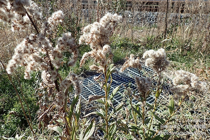 セイタカアワダチソウ